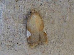 Rød flatvikler (Acleris holmiana)