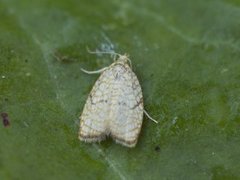 Lønneblomstflatvikler (Acleris forsskaleana)