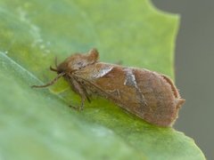 Rød roteter (Triodia sylvina)