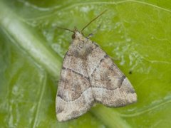 The Dun-bar (Cosmia trapezina)
