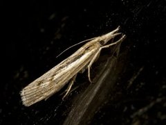 Saltmarsh Grass-veneer (Pediasia aridella)