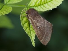 Kløverspinner (Lasiocampa trifolii)