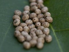 Kløverspinner (Lasiocampa trifolii)