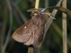 Kløverspinner (Lasiocampa trifolii)