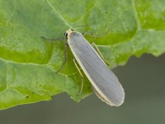 Common Footman (Eilema lurideola)