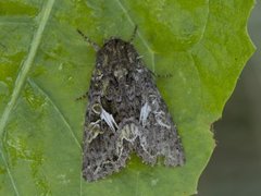 Orache Moth (Trachea atriplicis)
