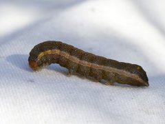 Orache Moth (Trachea atriplicis)