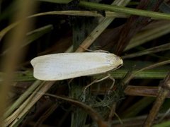 Buff Footman (Eilema depressa)