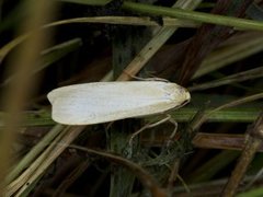 Barlavspinner (Eilema depressa)