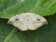 Pebble Hook-tip (Drepana falcataria)
