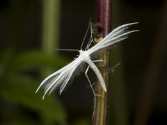White Plume (Pterophorus pentadactyla)