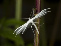 Sølvfjærmøll (Pterophorus pentadactyla)