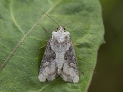 Double Lobed (Lateroligia ophiogramma)