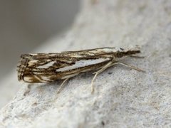 Chequered Grass-veneer (Catoptria falsella)