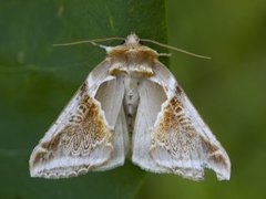 Buff Arches (Habrosyne pyritoides)