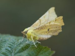 Oreflikmåler (Ennomos alniaria)