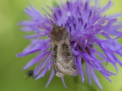 Kobberfly (Chersotis cuprea)