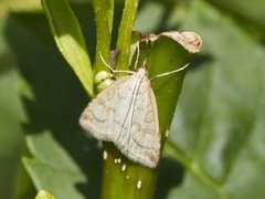 Pale Straw Pearl (Udea lutealis)
