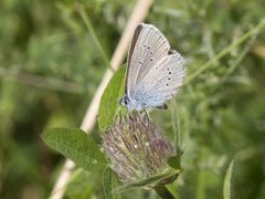 Mazarine Blue (Cyaniris semiargus)