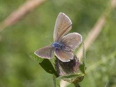 Engblåvinge (Cyaniris semiargus)