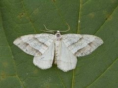 Linjelundmåler (Mesotype parallelolineata)