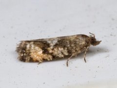 Spruce Bud Moth (Zeiraphera ratzeburgiana)