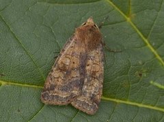 Barred Chestnut (Diarsia dahlii)