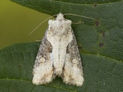 Sumpengfly (Lateroligia ophiogramma)