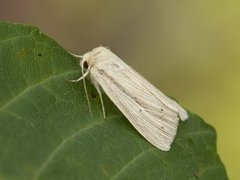 Brungult gressfly (Mythimna impura)