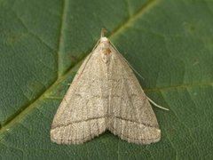 Gråbrunt viftefly (Herminia tarsipennalis)