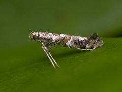 Lilac Leafminer (Gracillaria syringella)