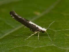 Argyresthia pulchella