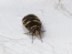 Oegoconia deauratella