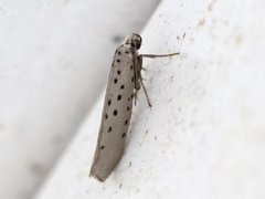 Smørbukkspinnmøll (Yponomeuta sedella)