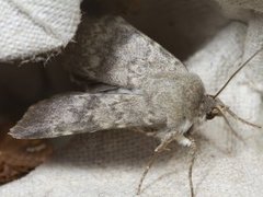 Mørkt klippefly (Standfussiana lucernea)