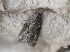Marbled Grey (Bryophila raptricula)