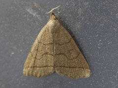 Gråbrunt viftefly (Herminia tarsipennalis)