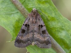 Square-spotted Clay (Xestia stigmatica)