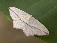 Blood-vein (Timandra comae)