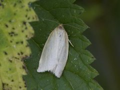 Timothy Tortrix (Zelotherses paleana)