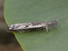 Blålig nebbmott (Platytes alpinella)