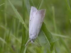 Dunkjevlenebbmott (Calamotropha paludella)