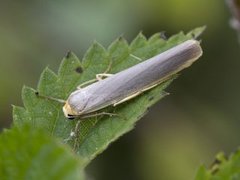 Sølvgrå lavspinner (Eilema complana)