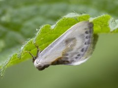 Slåpetornsigdvinge (Cilix glaucata)