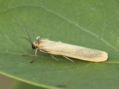 Gul lavspinner (Eilema lutarella)