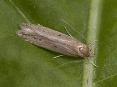 Bulrush Cosmet (Limnaecia phragmitella)