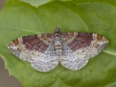 Red Twin-spot Carpet (Xanthorhoe spadicearia)