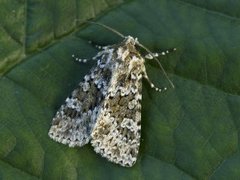 Fagerlærfly (Polymixis polymita)