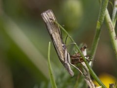 Barred Grass-veneer (Agriphila inquinatella)