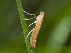 Caloptilia rufipennella